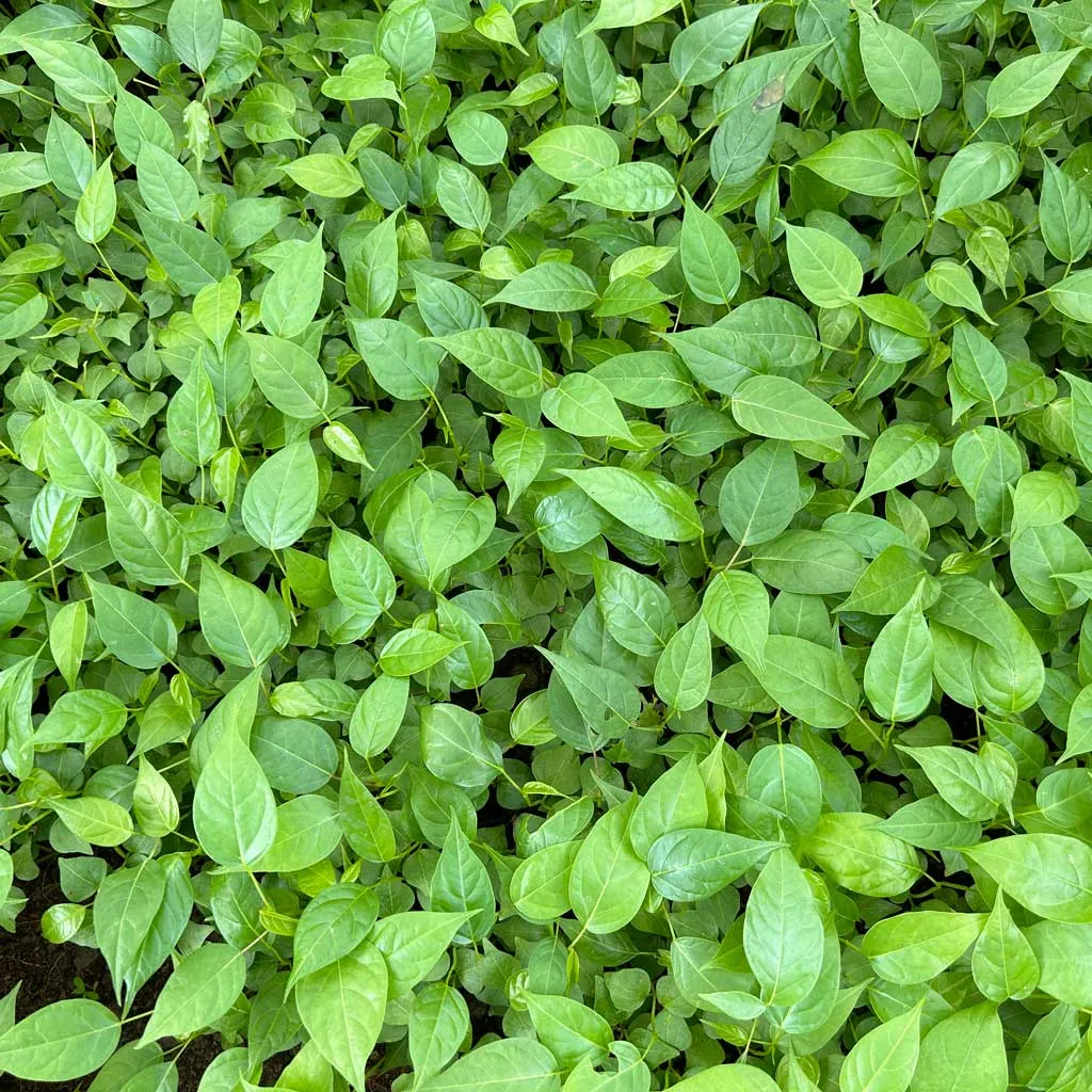 Young Bombax ceiba plants