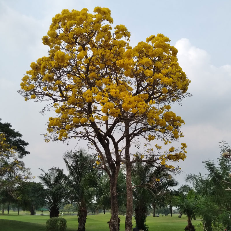 Tabebuia Argentea