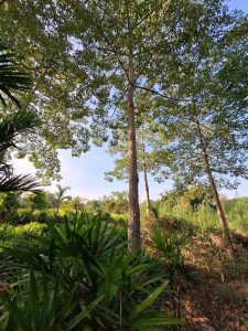 Bombax ceiba thailand tree farm 