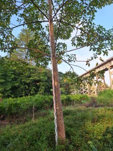 Bombax ceiba thailand tree farm 