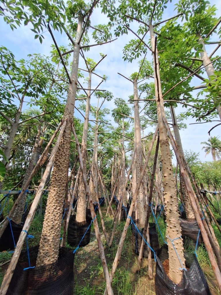 Bombax ceiba thailand tree farm