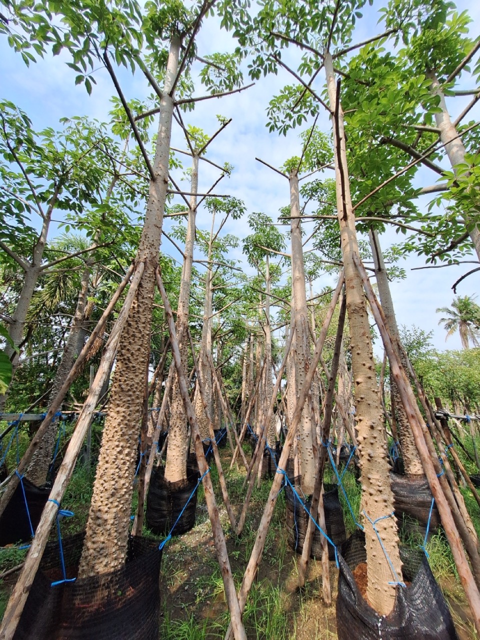 Bombax ceiba thailand tree farm